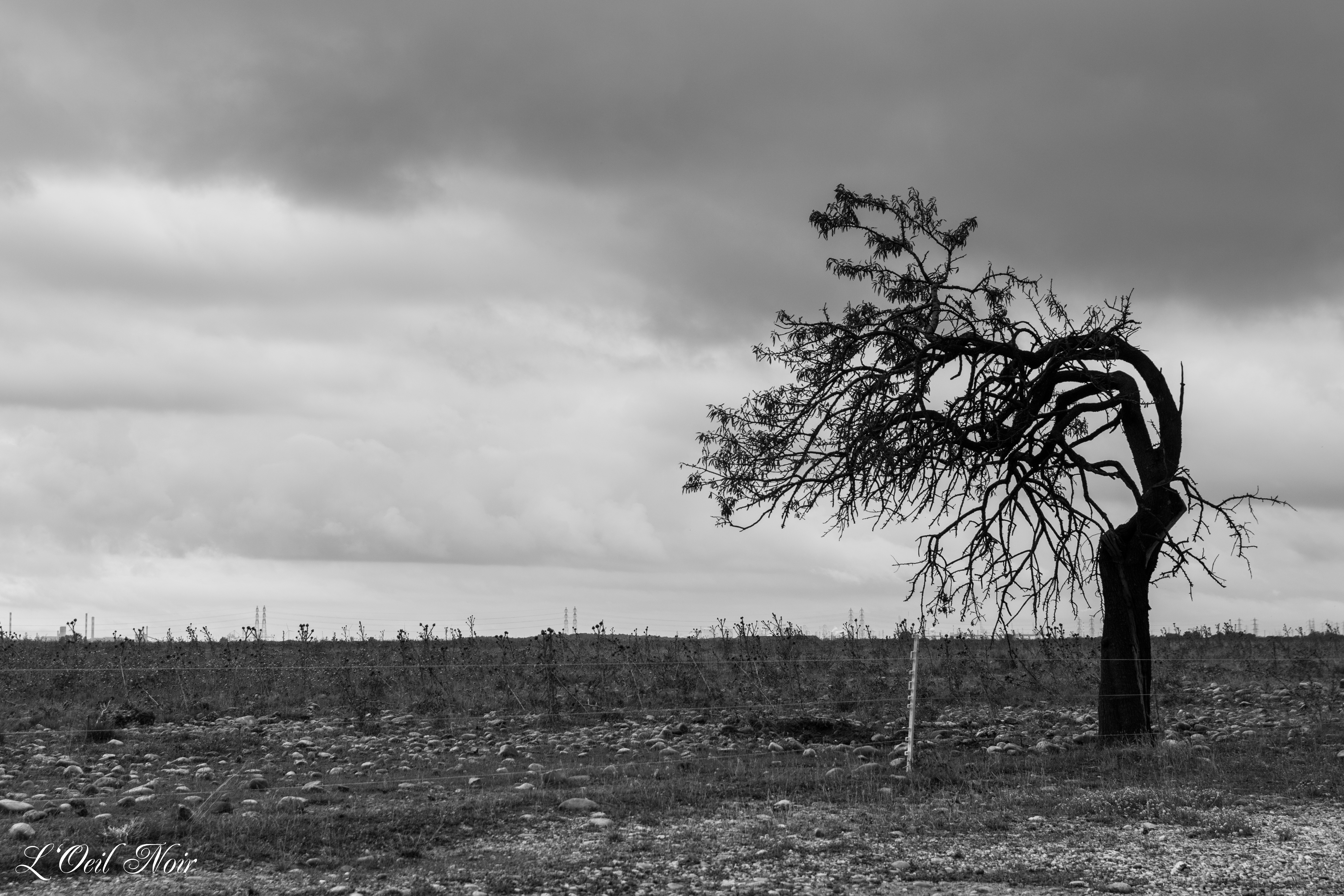 L' Oeil Noir Photographe
